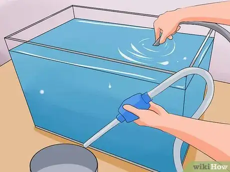 Image titled Tell if a Betta Fish Is Sick Step 14
