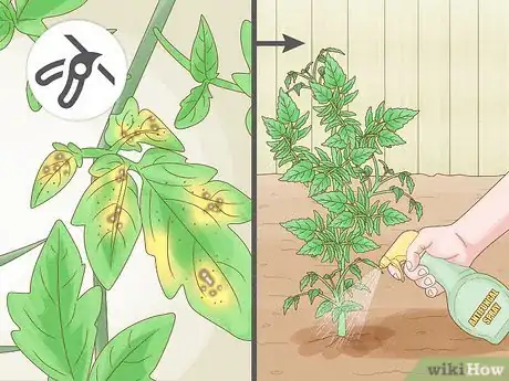 Image titled Why Does Your Tomato Plant Have Yellow Leaves Step 4