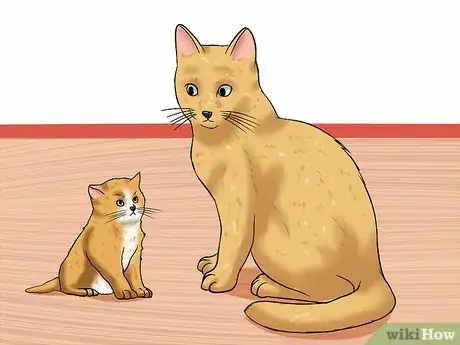 Image titled Help Cats Become Friends Step 3