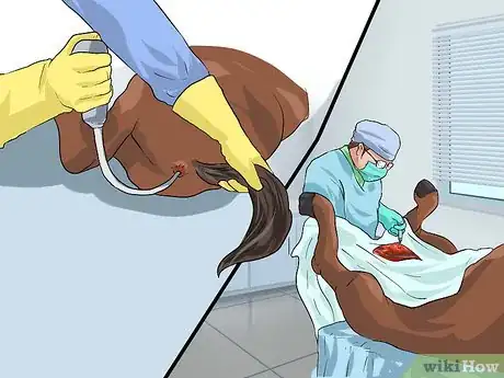 Image titled Recognize and Treat Colic in Horses Step 11