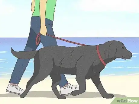 Image titled Prepare Your Dog for the Vet Step 11