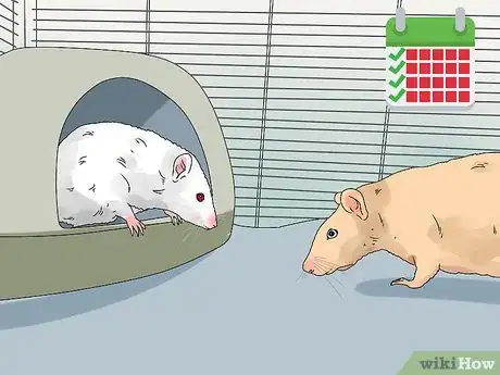 Image titled Introduce a New Pet Rat to Another Rat Step 9