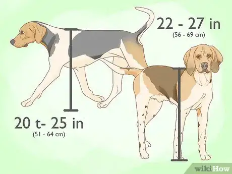 Image titled Identify a Treeing Walker Coonhound Step 1