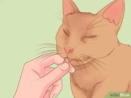 Image titled Encourage Your New Cat to Come Out of Hiding Step 4