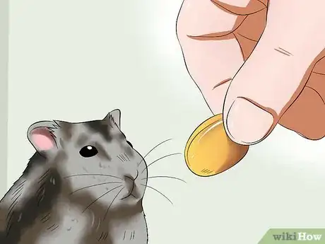 Image titled Feed a Hamster Medicine Step 5