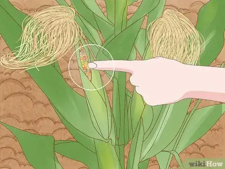 Image titled Grow and Harvest Glass Gem Corn Step 9