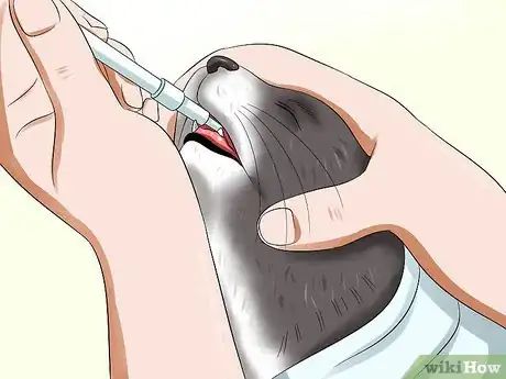 Image titled Prevent Feline Panleukopenia (Distemper) Step 10