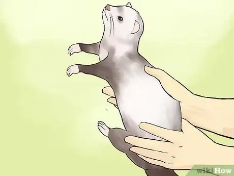Image titled Pick Up and Carry a Ferret Step 3