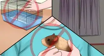 Tell if Your Guinea Pig Is Pregnant