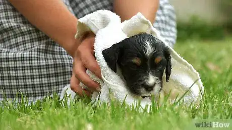 Image titled Groom a Puppy Step 3
