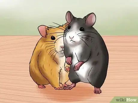 Image titled Learn When to Separate Hamsters Step 8