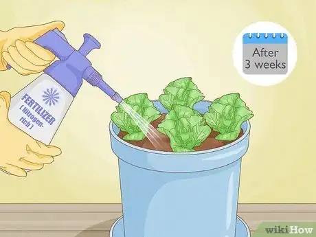 Image titled Grow Lettuce Indoors Step 10