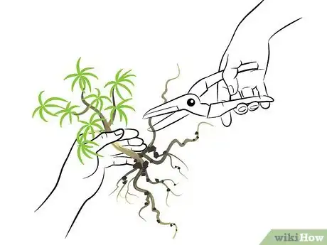 Image titled Start a Bonsai Tree Step 08