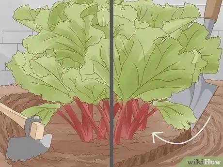 Image titled Divide Rhubarb Plants Step 5