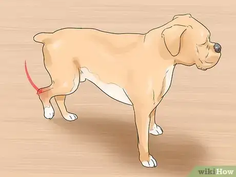 Image titled Treat a Sprain on a Dog Step 1