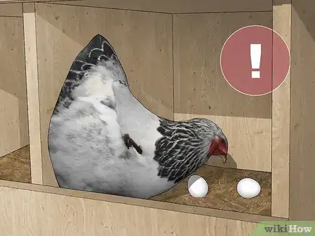 Image titled Keep Chickens from Eating Their Own Eggs Step 8