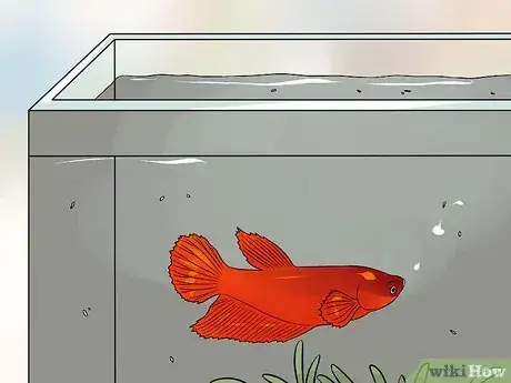 Image titled Help a Betta Fish Live Longer Step 4