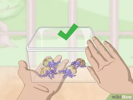 Image titled Care for a Hermit Crab (Purple Pincher) Step 2