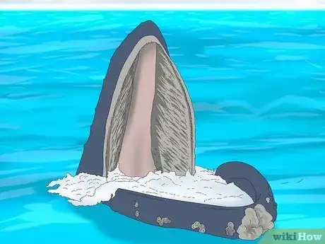 Image titled Why Do Whales Breach Step 6