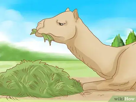 Image titled Care for a Camel Step 1
