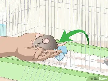 Image titled Pick Up a Pet Mouse Step 11