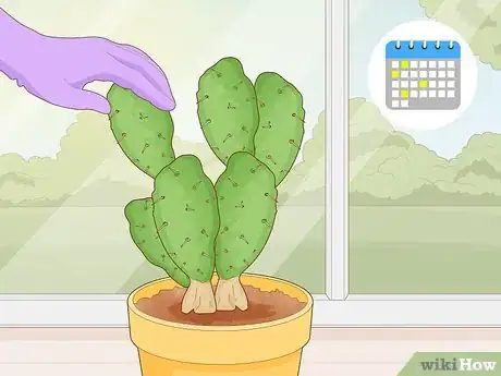 Image titled Get Rid of Cactus Bugs Step 12