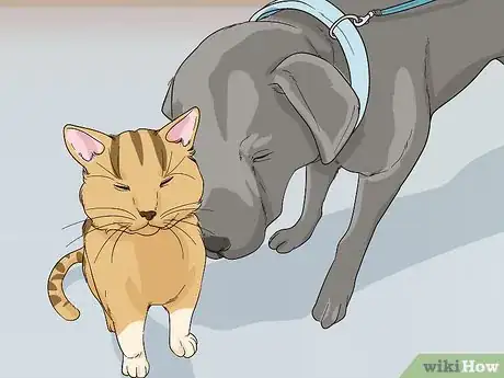 Image titled Introduce a Cat to a Dog Step 6