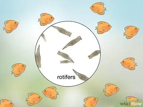 Image titled Breed Discus Step 18