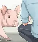 Increase the Weight of a Pig