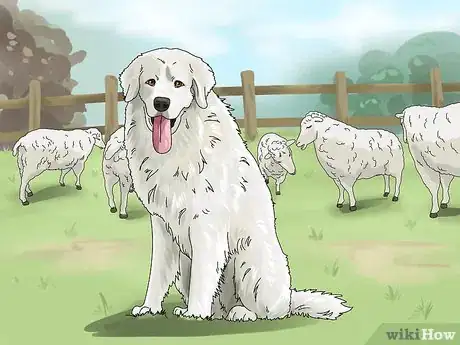 Image titled Identify a Great Pyrenees Step 12