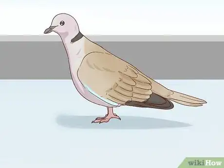 Image titled Choose Pet Doves Step 1