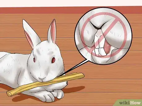 Image titled Care for Florida White Rabbits Step 14