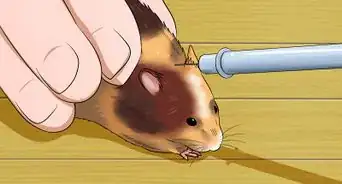 Feed a Hamster Medicine
