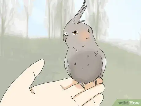 Image titled Buy a Bird Step 1