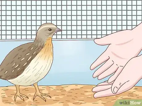 Image titled Tame a Fully Grown Quail Step 4