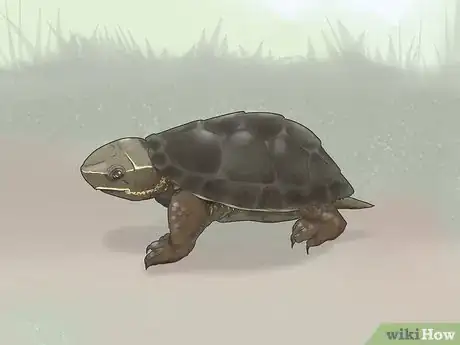 Image titled Identify Turtles Step 3