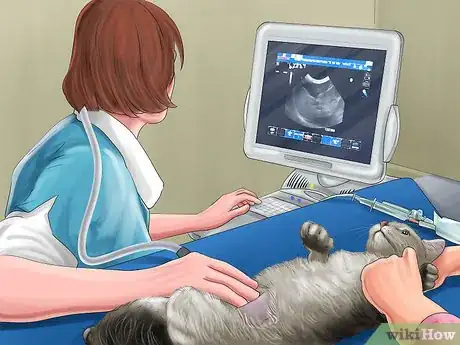 Image titled Feed a Pregnant or Nursing Cat Step 10