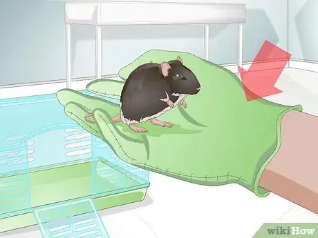 Image titled Tame a Mouse Step 14
