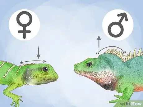 Image titled Tell the Sex of Your Chinese Water Dragon Step 3