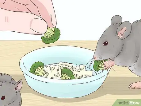 Image titled Keep Multiple Pet Mice Step 20