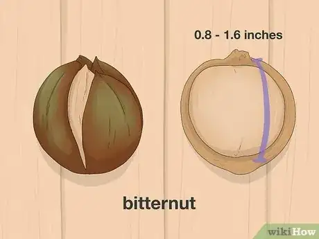 Image titled Identify Hickory Nuts Step 9