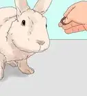 Pick up a Rabbit