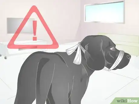 Image titled Apply a Gauze Muzzle to a Dog Step 1