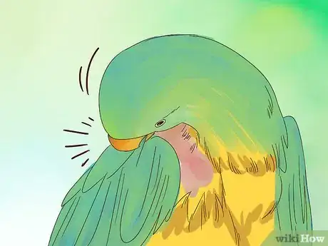Image titled Spot Signs of Nutritional Disorders in Eclectus Parrots Step 5