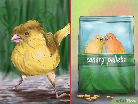 Image titled Get a Canary to Sing Step 6