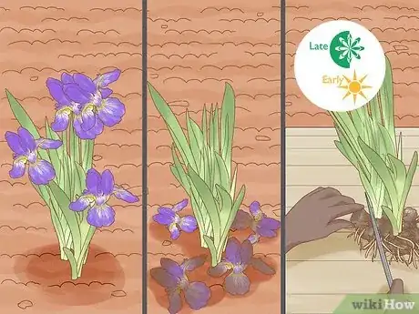 Image titled Divide Bearded Irises Step 1