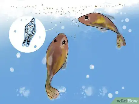 Image titled Breed Clownfish Step 12