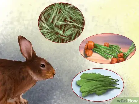 Image titled Care for Havana Rabbits Step 1