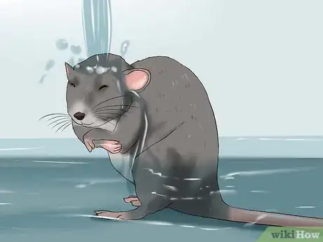 Image titled Keep a Pet Rat Clean Step 3