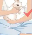 Treat an Injured Rabbit's Paw